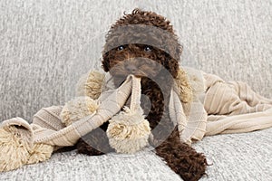 Cute puppy dog bitting a tassel blanket sitting  over a gray sofa furniture. Obedience concept