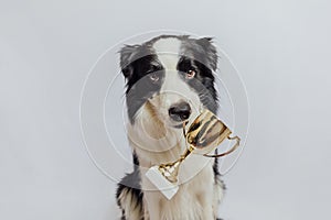 Cute puppy dog border collie holding gold champion trophy cup in mouth  on white background. Winner champion