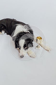 Cute puppy dog border collie lying with gold champion trophy cup isolated on white background. Winner champion funny dog