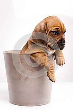 Cute puppy dog in bucket