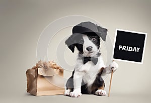 Cute puppy dog in a cap with sign with text black friday, on white background.