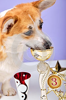 Cute puppy dog corgi with champion trophy cup isolated on purple studio background.
