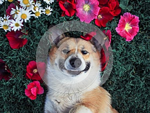 Cute puppy dog Corgi lies in the lush grass among the beautiful flowers and pretty smiles on a warm summer day photo