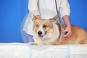 Cute and puppy dog Corgi lying on the table on the table examination of the doctor by a veterinarian in the clinic