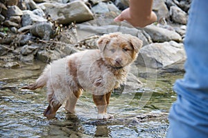 Cute puppy dog doing first bath in the stream