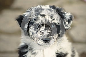 Cute puppy dog face with eyes colors blue and brown