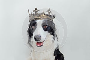 Cute puppy dog with funny face border collie wearing king crown isolated on white background. Funny dog portrait in