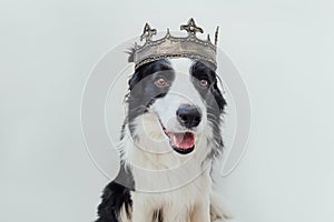 Cute puppy dog with funny face border collie wearing king crown isolated on white background. Funny dog portrait in