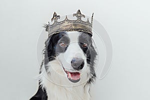 Cute puppy dog with funny face border collie wearing king crown isolated on white background. Funny dog portrait in