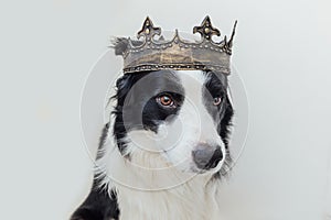 Cute puppy dog with funny face border collie wearing king crown isolated on white background. Funny dog portrait in royal costume