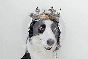 Cute puppy dog with funny face border collie wearing king crown isolated on white background. Funny dog portrait in royal costume