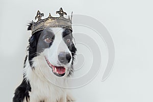 Cute puppy dog with funny face border collie wearing king crown isolated on white background. Funny dog portrait in royal costume