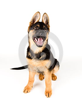 Cute puppy dog german shepherd