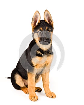 Cute puppy dog german shepherd