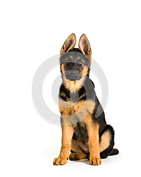 Cute puppy dog german shepherd dog sitting