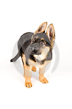 Cute puppy dog german shepherd isolated on white