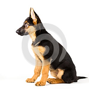 Cute puppy dog german shepherd sitting down