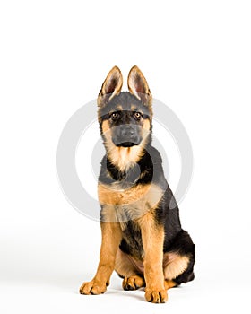 Cute puppy dog german shepherd sitting down