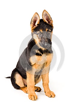 Cute puppy dog german shepherd sitting down photo