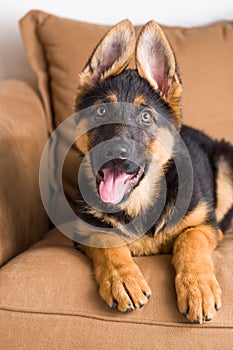 Cute puppy dog german shepherd in a sofa