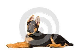 Cute puppy dog german shepherd on white background