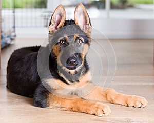 Cute puppy dog german shepherd on wooden floor