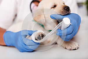 Cute puppy dog having fun playing with the bandage and biting playfully the hand of veterinary healthcare professional