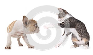 Cute Puppy Dog and Kitten on White