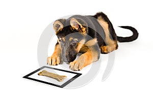 Cute puppy dog looking at bone on a tablet computer