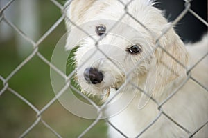 Cute Puppy Dog Looking Through Fence