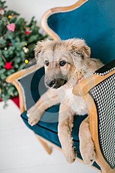 Cute puppy dog near decorated Christmas tree in studio