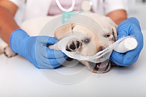 Cute puppy dog playing with the bandage put on its paw by the veterinary healthcare professional