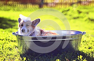 Cute puppy dog red Corgi washed in a metal washtub on the street in the foam and soap bubbles glistening in the hot Sunny summer