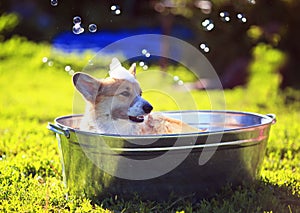 Cute puppy dog red Corgi washed in a metal washtub on the street in the foam and soap bubbles glistening in the hot Sunny summer