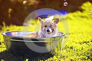 Cute puppy dog red Corgi washed in a metal washtub on the street in the foam and soap bubbles glittering in the sun hot summer