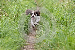 Cute puppy dog running along a narrow country lane