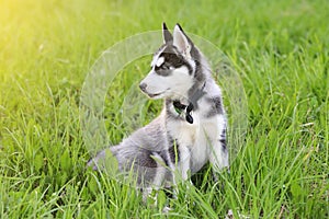 Cute puppy dog sits in grass in profile in sunlight