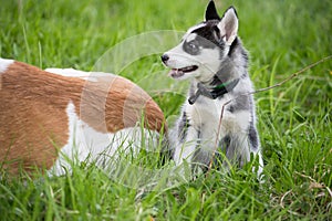 Cute puppy dog sits in grass in profile in nature