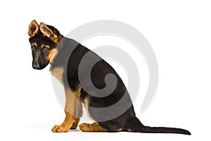 Cute puppy dog sitting on white background