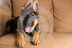 Cute puppy dog in a sofa