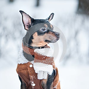 Cute puppy, dog, toy terrier in scarf, portrait macro, new year, christmas. There is a white fluffy snow. Christmas card, winter