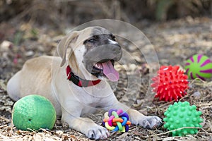 Cute Puppy Dog and Toys