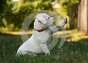 Cute Puppy Dogo Argentino sitting in grass.