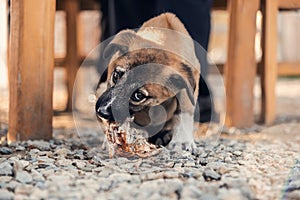 A cute puppy is eating food in a cafe`s garden, close up