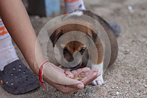 Cute puppy eating food in the hand of dog owners.