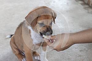 Cute puppy eating food in the hand of dog owners.