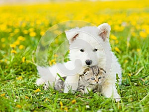 Cute puppy embracing a kitten on a dandelion field