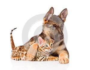 Cute puppy embracing little kitten. isolated on white background