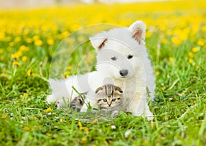 Cute puppy embracing tabby kitten on a dandelion field