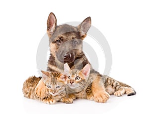 Cute puppy embracing two little kittens. isolated on white